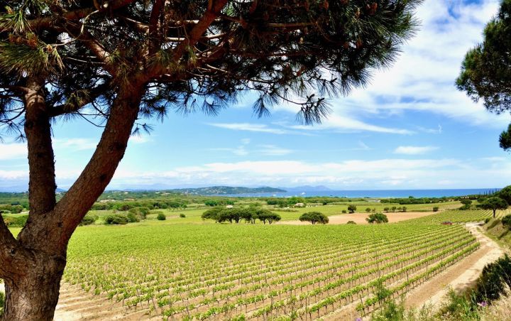 Murs d'hotels rénovés - Au coeur des vignes